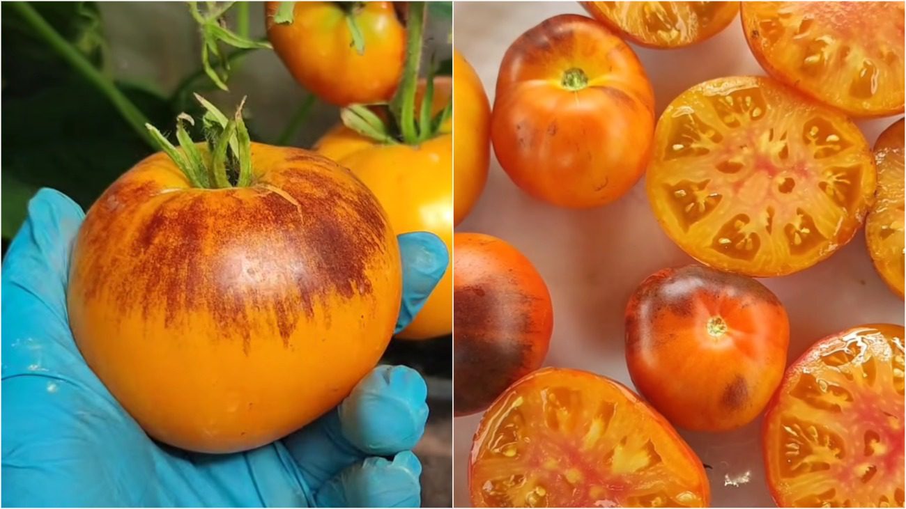 Городники назвали найкращий сорт томату, який попереду всіх відомих сортів