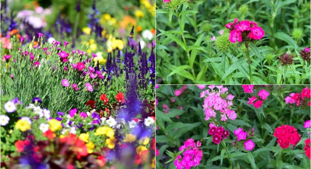 Ці 3 квітки сіяти на розсаду треба прямо зараз! Інакше у 2026-му не встигнуть зацвісти 