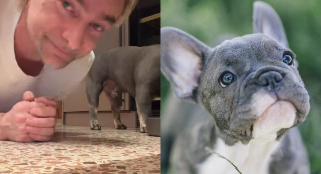 Алан Бадоєв у плавках їв собачий корм: 1 лайфхак про французьких бульдогів 