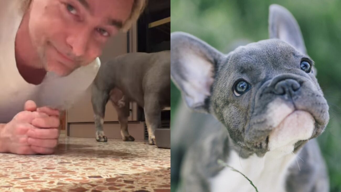 Алан Бадоєв показав, як нагодувати французького бульдога