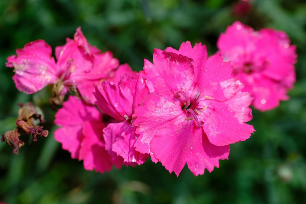 Садівники розповіли, які квіти потрібно посіяти на розсаду прямо зараз