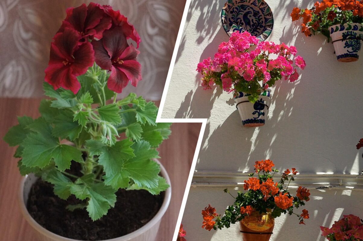 Садівники розповіли, що робити, якщо листя герані почало жовтіти