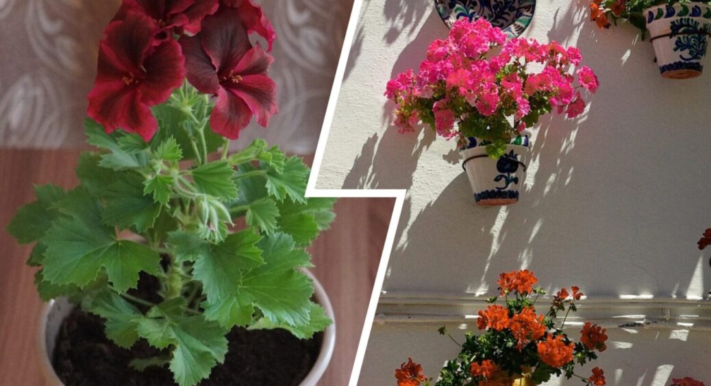 1 бюджетний засіб – і листя швидко оживе: як повернути герані природний колір 