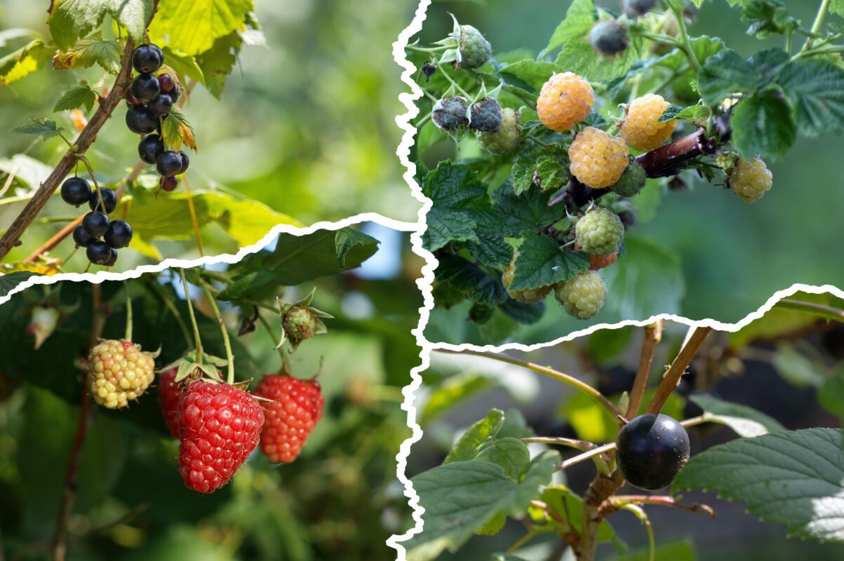 Садівники розповіли, що слід зробити з малиною та смородиною в грудні 2025