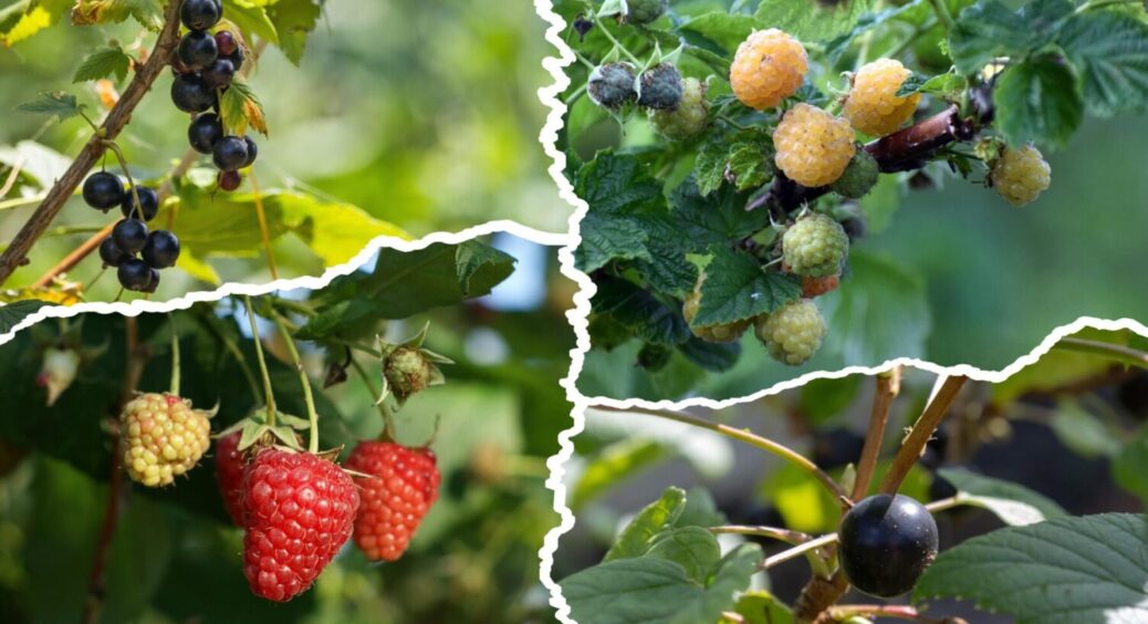 Малина + смородина – і 1 ця дія: ось що треба зробити з ягідними кущами в грудні 2025 