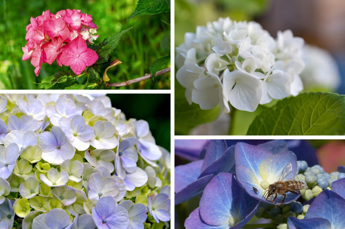 Садівники розповіли, як правильно укрити гортензії на зиму