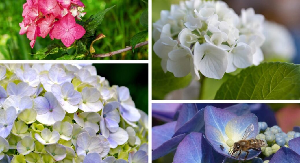 Напрочуд економно та дуже ефективно: супер метод укриття гортензій – зацвіте після на всі 100 