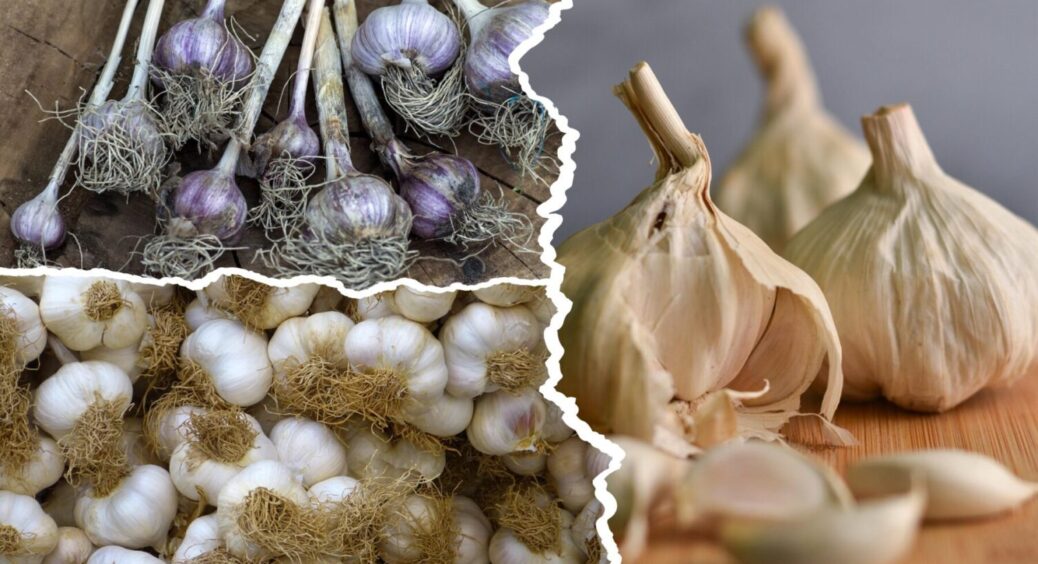 Часник потребує цього навесні як повітря – 2 столових ложки на 10 л, і зелень пре без зупинки 