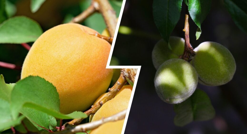 Не боїться ні холоду, ні морозу: цей 1 сорт абрикоса бʼє всі рекорди по врожайності 