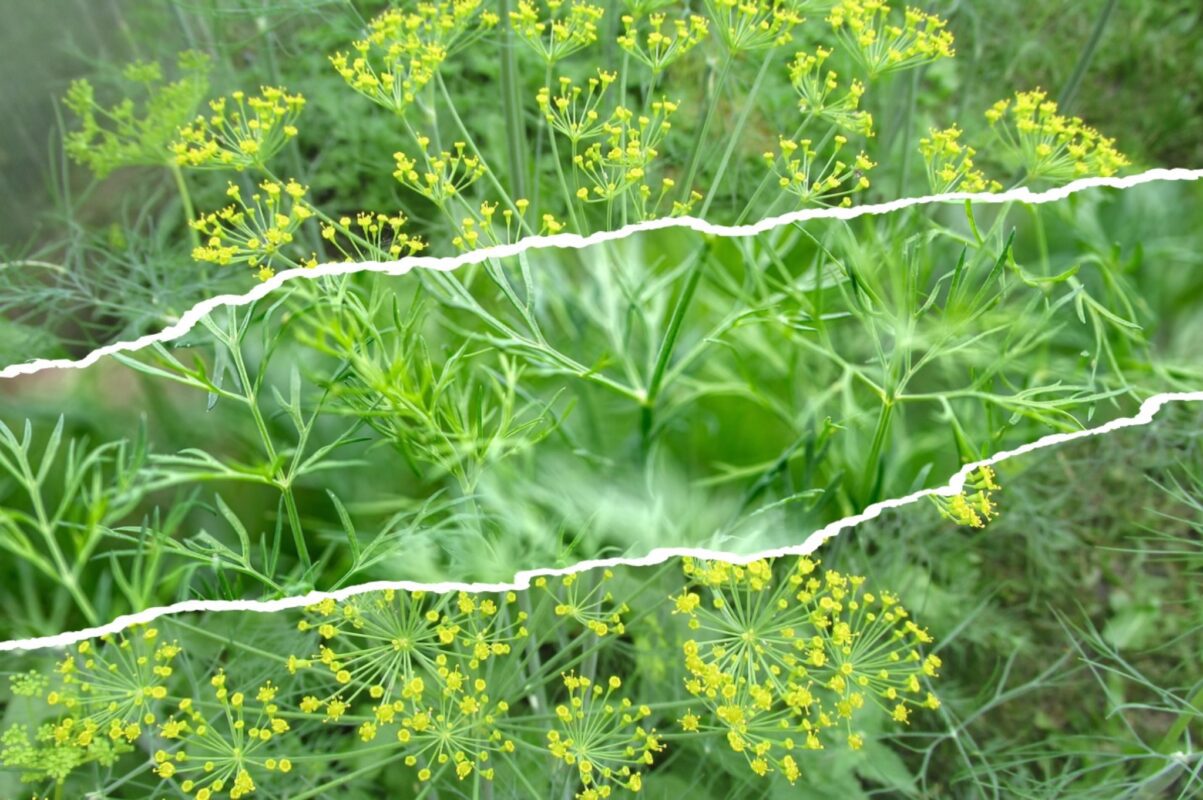 Агрономи розсекретили сорти кропу, які підходять для підзимового посіву