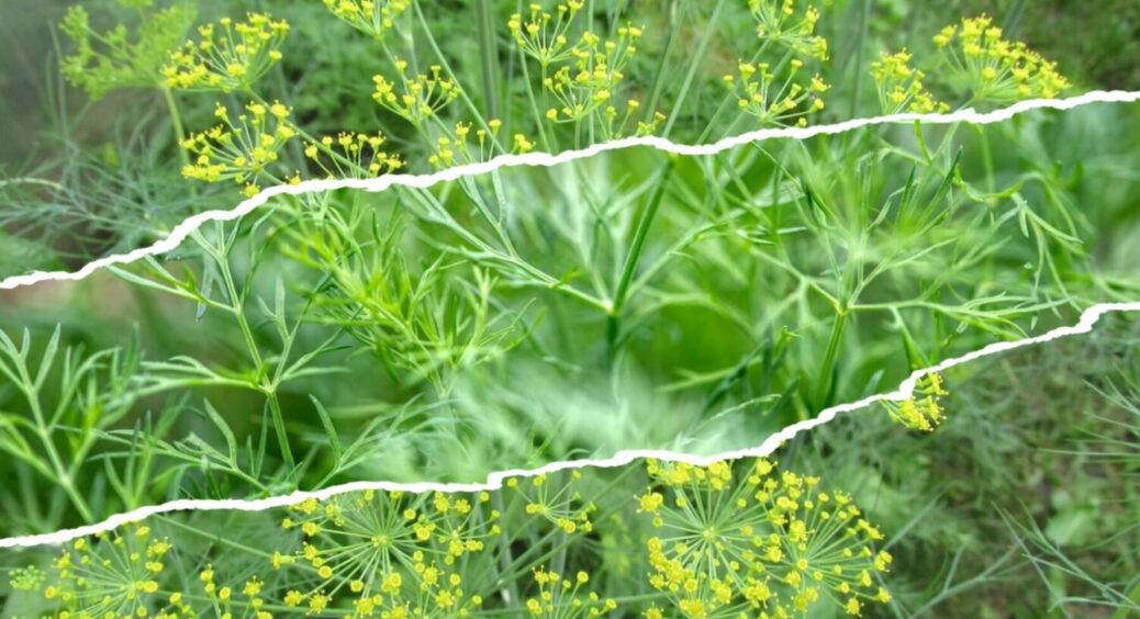 Ці 3 завжди сію під зиму, і в 2025 теж: сорти кропу, які стійкі до морозу й невибагливі 