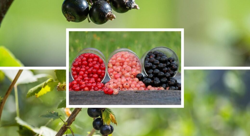 Врожай збиратимете відрами: внесіть це 1 добриво під смородину вже в грудні 2025 