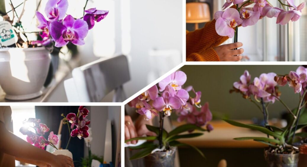 Надворі зима, а на підвіконні по 30 квіток: ось як я заряджаю орхідею на бурхливе цвітіння 