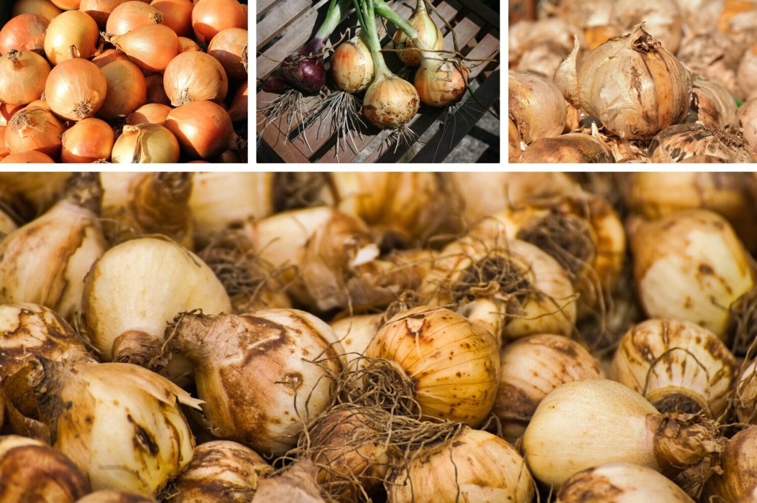 Городники розповіли, чим підживити озиму цибулю, щоб урожай був рекордним