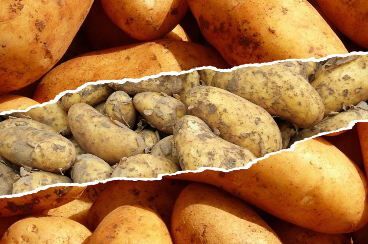 Городники розповіли, як зберегти картоплю свіжою на довгі місяці
