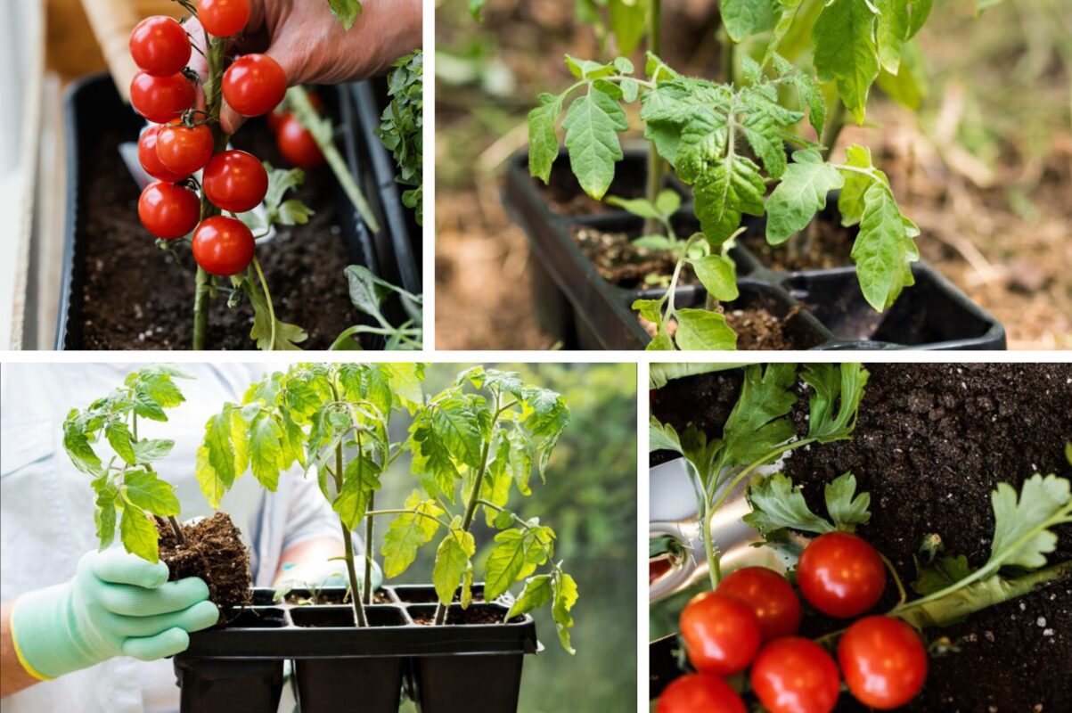 Городники розповіли, коли сприятливий час для висадки помідорів на розсаду