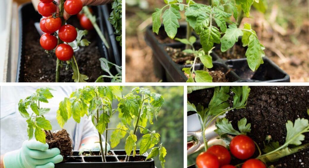 Час вже наближається: ось коли сприятливий період для посадки томатів на розсаду в 2026-му 
