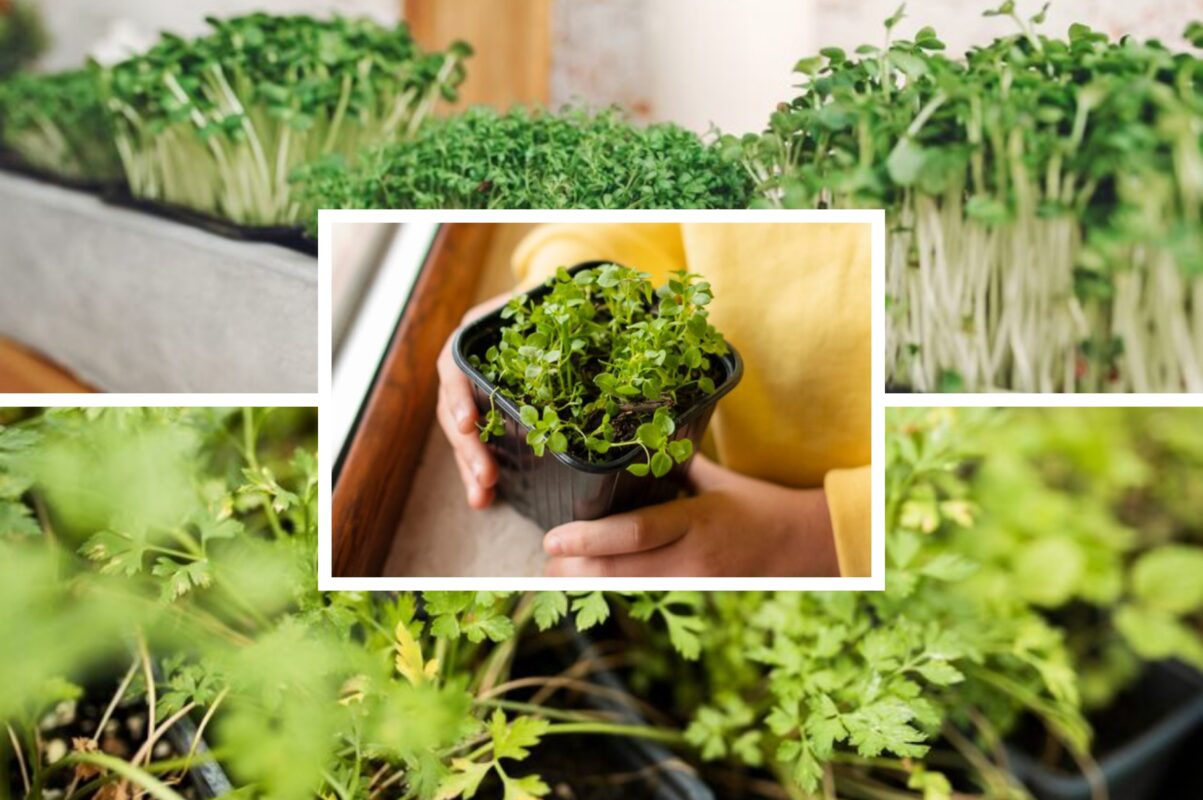 Дачники розповіли, яку зелень можна вирощувати на підвіконні взимку