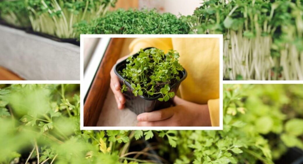 Ці 10 видів зелені вирощую кожної зими – росте прямо на підвіконні: що посадити вдома 