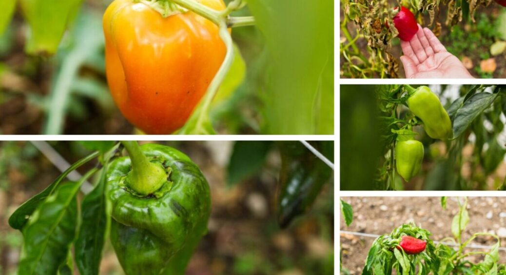 Ці 5 сортів перцю – стійкі до хвороб, морозу й спеки: посадіть їх і зберіть МЕГА врожай 