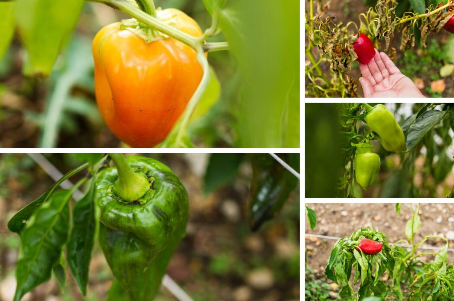 Як виростити м'ясисті перці