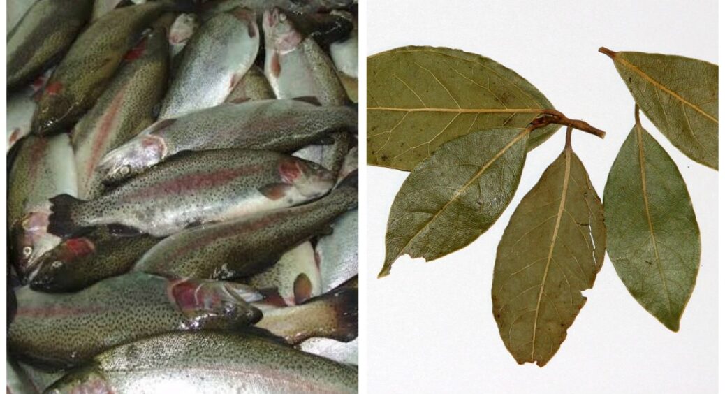 Ці 2 спеції повністю змінюють смак будь-якої риби: фермери радять використовувати їх щомісяця 