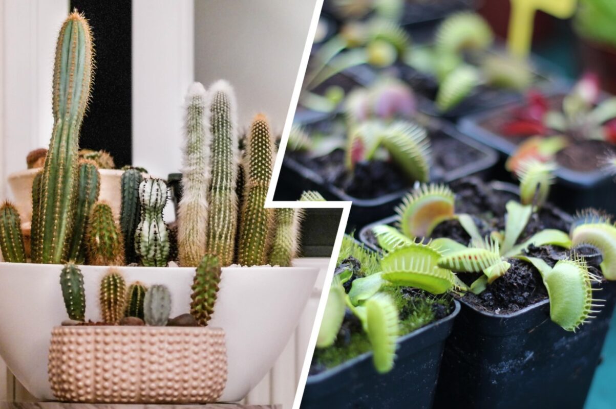 Садівники розповіли, яким аптечним засобом підживити кімнатні рослини