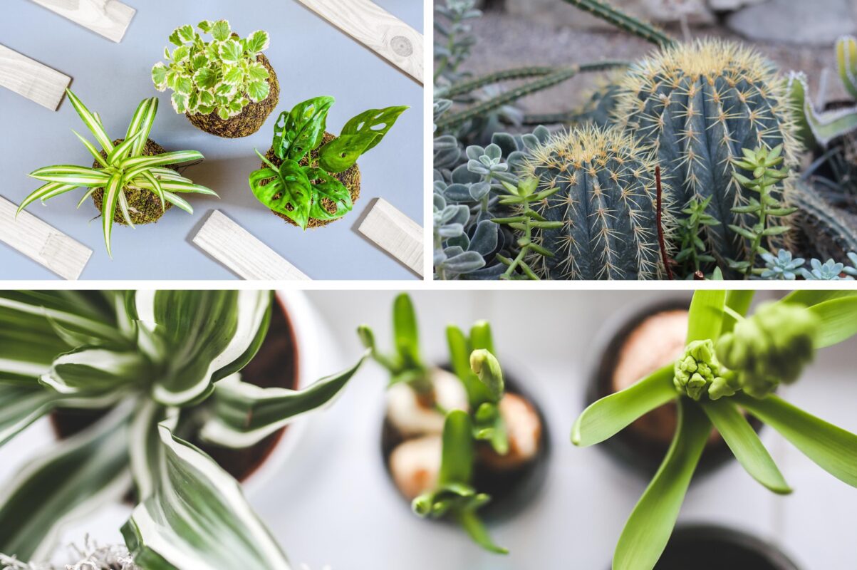 Квітникарі розповіли, які кімнатні рослини бояться холоду і як їх вберегти
