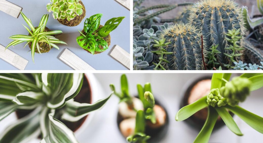 Ці 5 кімнатних рослин тримайте подалі від вікон – список квітів, які бояться холоду 