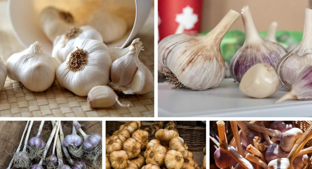 Посадка цих 7 культур після часнику = мізерний врожай: що можна і не можна садити після нього 