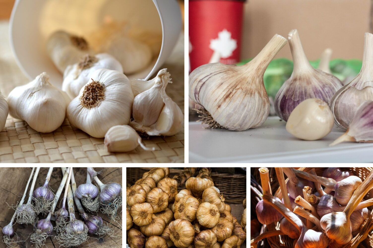 Городники розповіли, що слід додати до лунки під час посадки озимого часнику