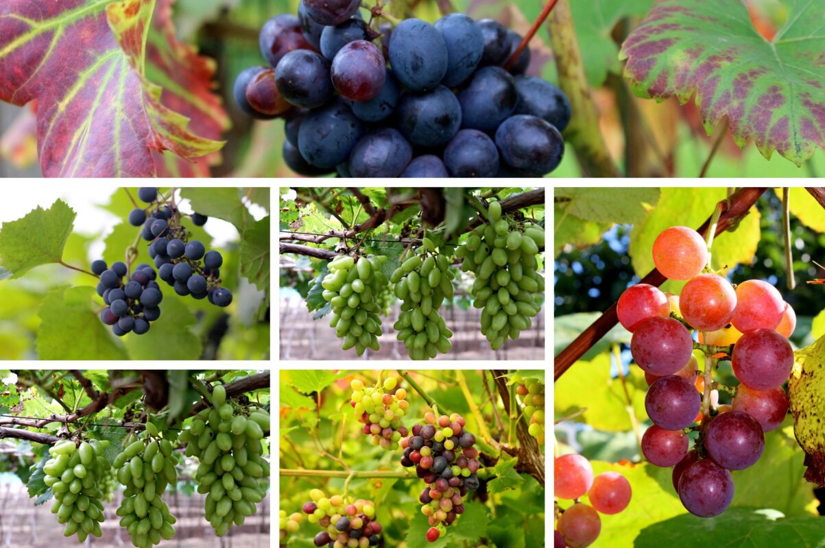 Садівники розповіли, що слід зробити з виноградом у грудні 2025