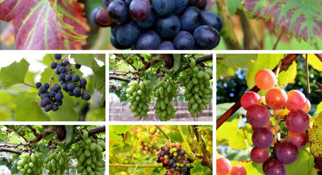 У 2026 році врожай винограду зросте мінімум у 2 рази, якщо виконати 3 дії до середини грудня 