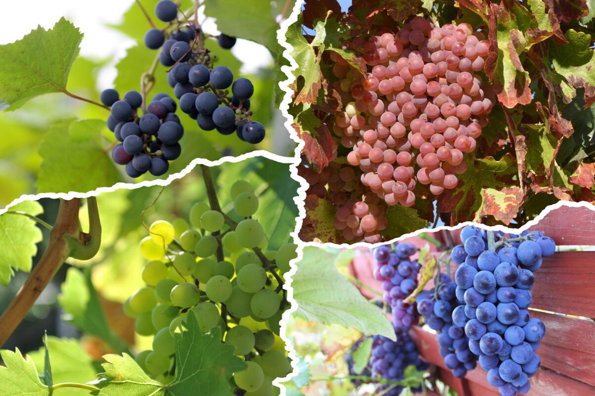 Агрономи розсекретили два найсолодші сорти винограду для вирощування