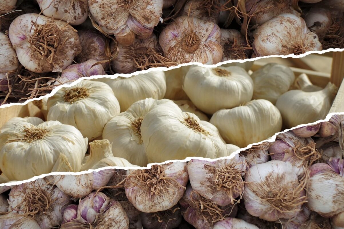 Городники розповіли, коли сприятливий час для посадки озимого часнику в грудні