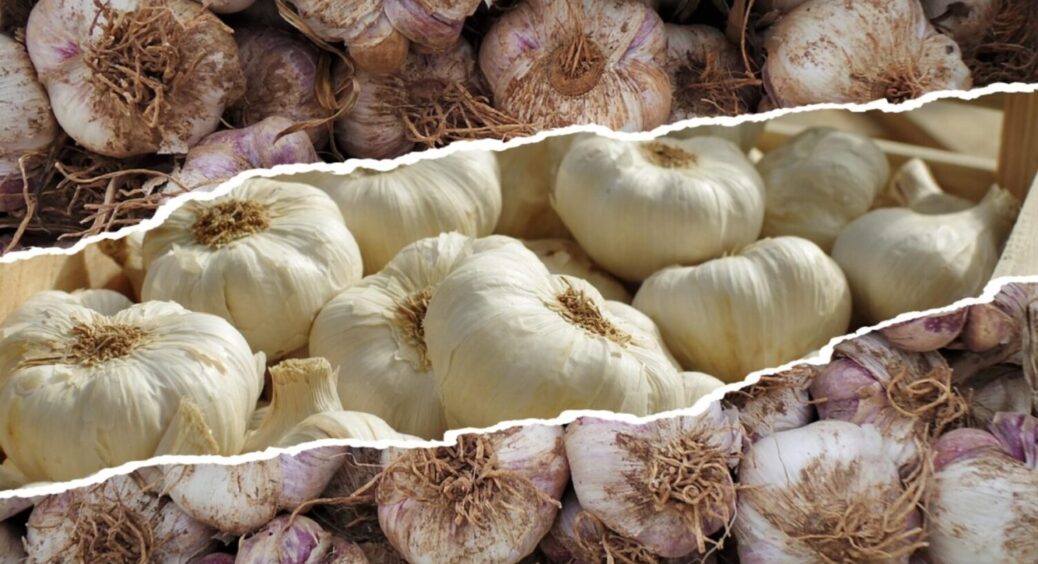 Якщо не встигли восени – зробіть це до 10 грудня: ось коли ще можна посадити озимий часник 