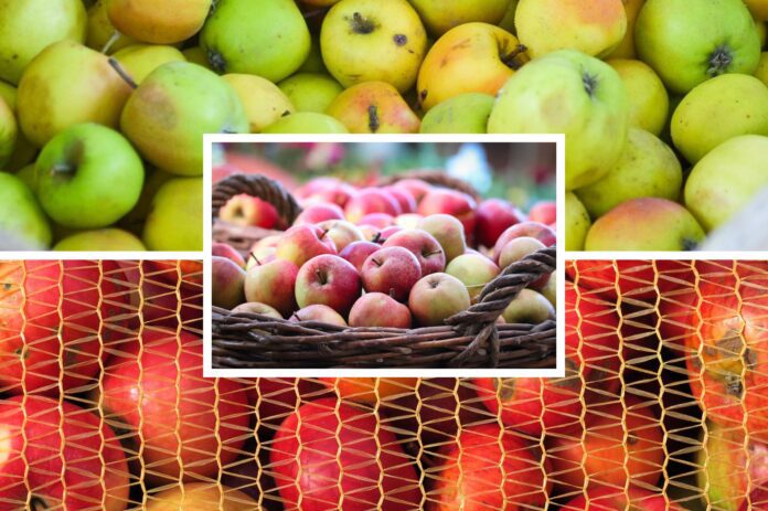 Садівники розповіли, в чому секрет тривалого зберігання яблук