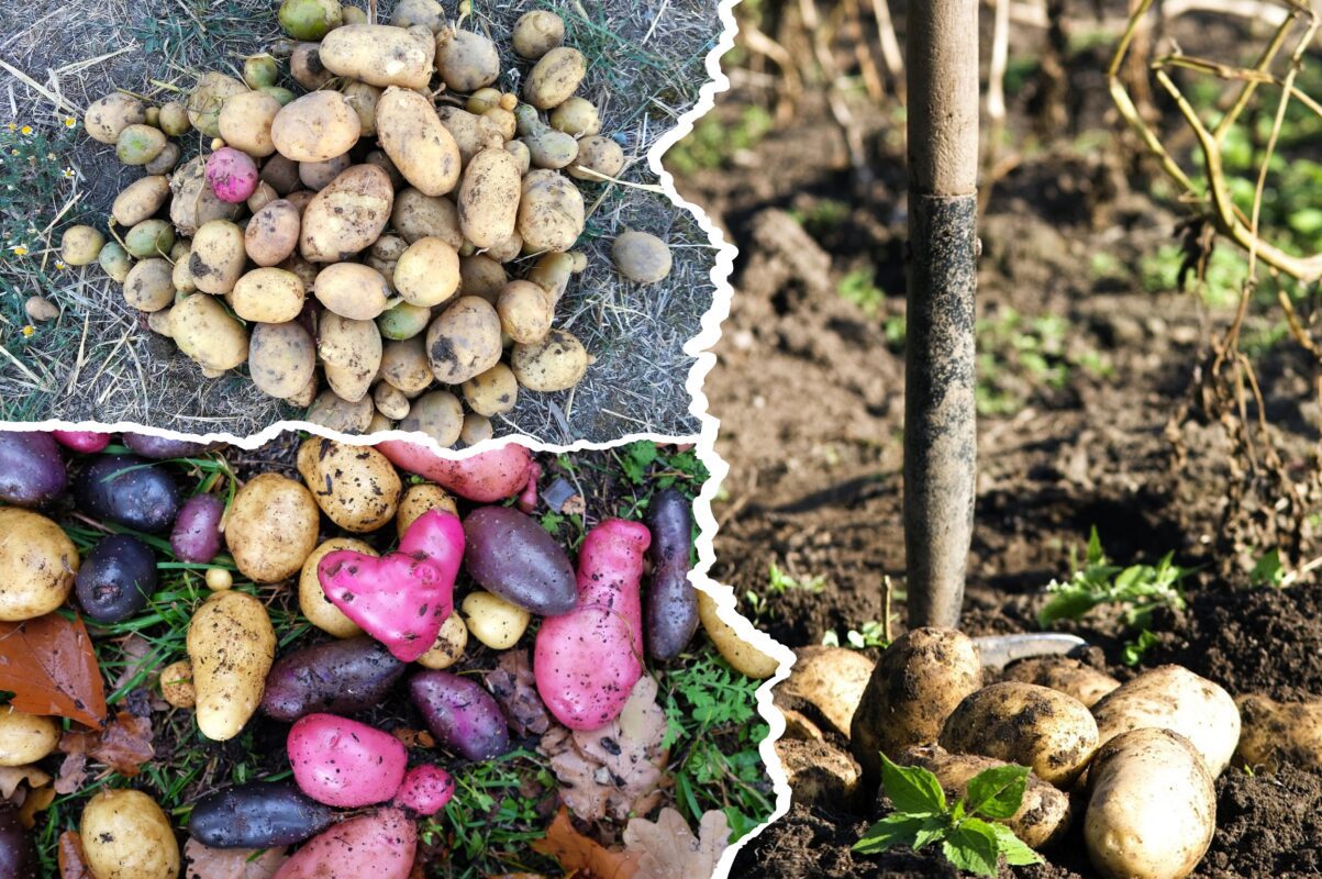 Агрономи назвали стійкі до хвороб і погодних умов сорти картоплі