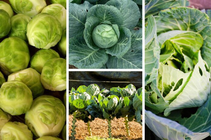 Агрономи розсекретили морозостійкі сорти капусти для посіву на зиму