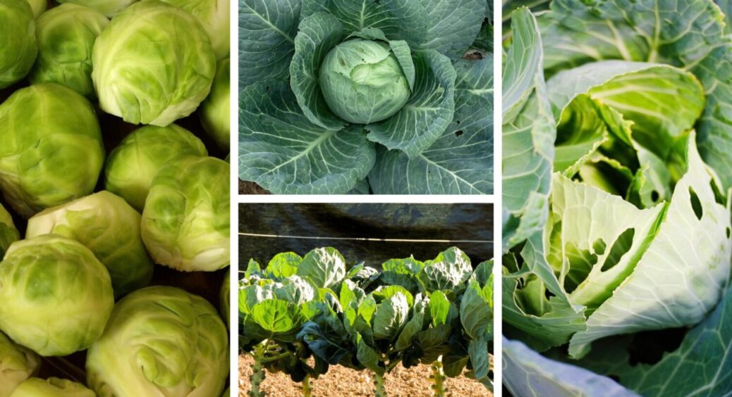 “Золотий гектар” і поруч не стояв! Ці 2 сорти капусти – просто скарб: і багато, і дуже смачно 