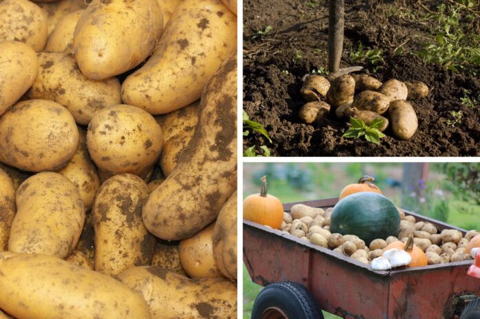 Агрономи назвали один сорт картоплі, який стабільно дає щедрий і смачний врожай