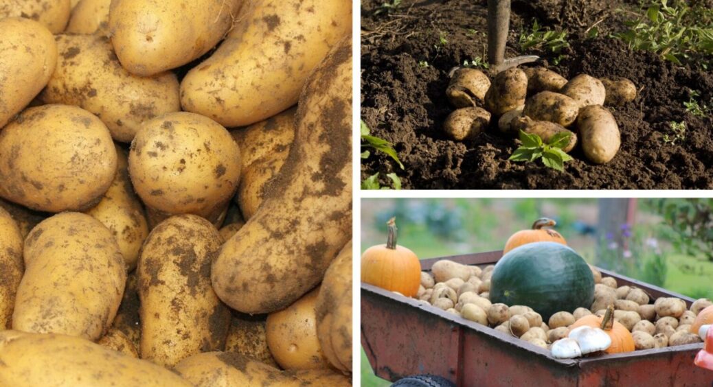 Із ранніх сортів картоплі на Київщині висаджую тільки 1: бульби рівні та великі як на підбір 