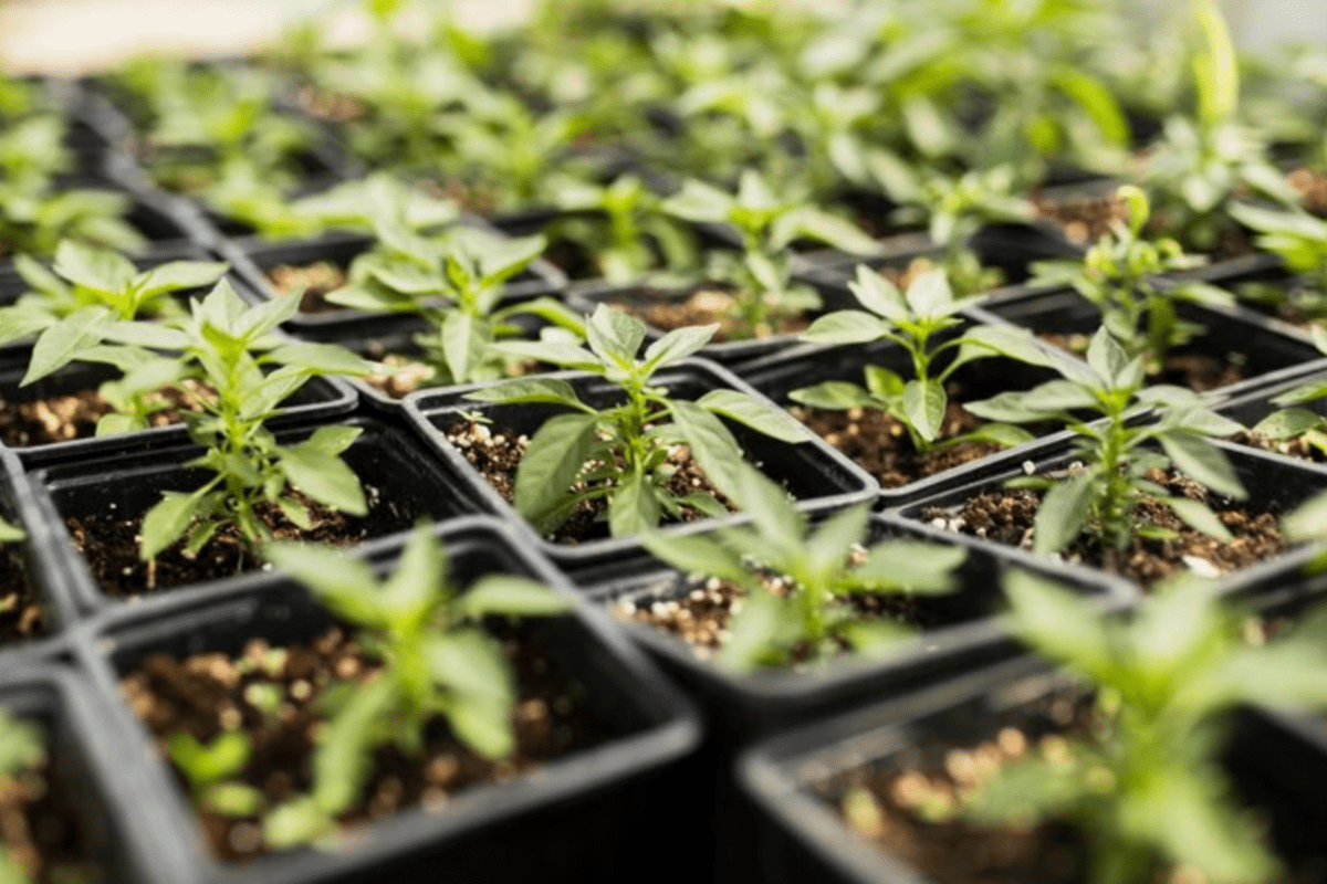 Городники розсекретили найвдаліші культури для посадки на розсаду взимку 2025