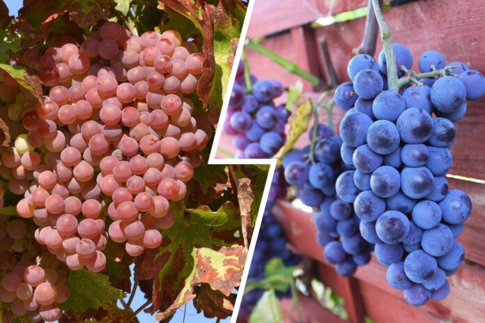 Садівники розсекретили сорти винограду, які абсолютно невибагливі у догляді