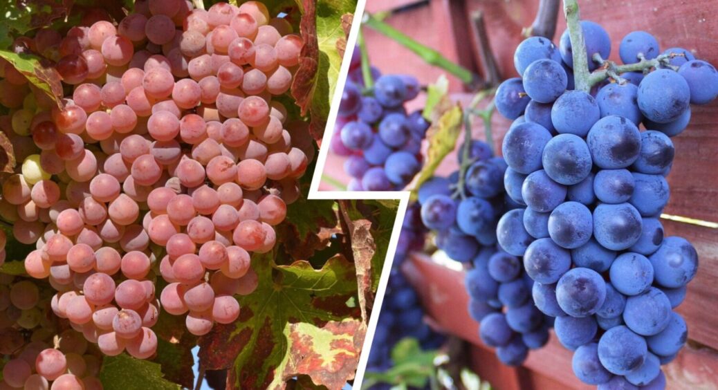 Аромат відчувається навіть від китиці: ці 2 сорти винограду – візитка мого діда-агронома 