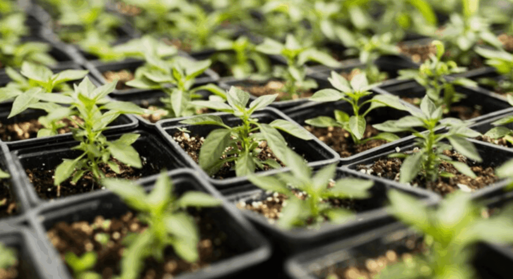 Ці 6 культур щороку висаджую на розсаду взимку: шо сіяти в грудні та січні 2025-2026 