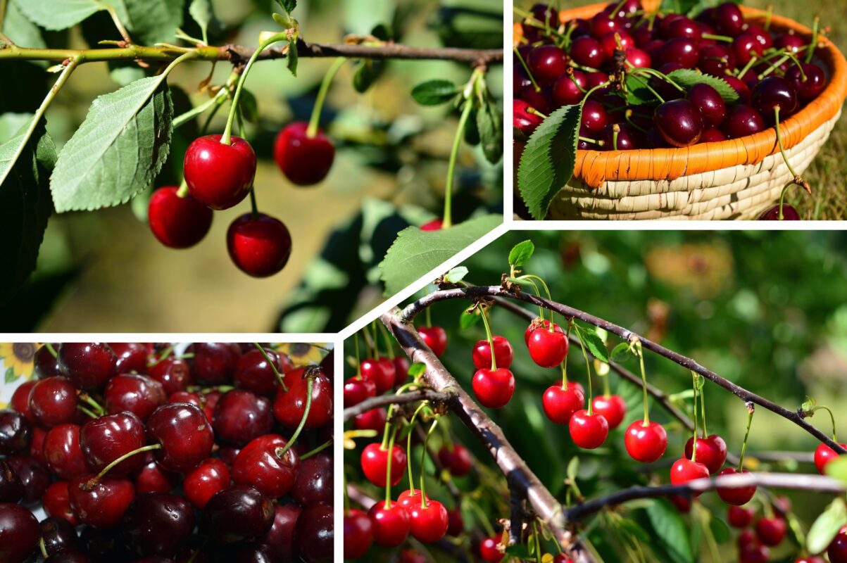 Садівники розповіли, як захистити вишню та черешню від зимових морозів