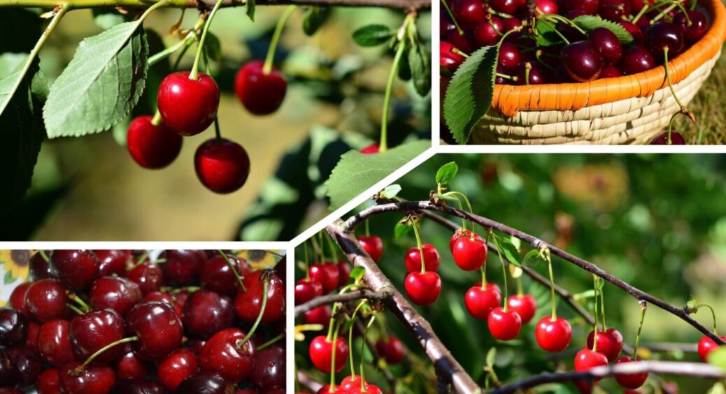 В грудні роблю 4 процедури з вишнею й черешнею: за 8-10 місяців гілки гнуться від мега врожаю 