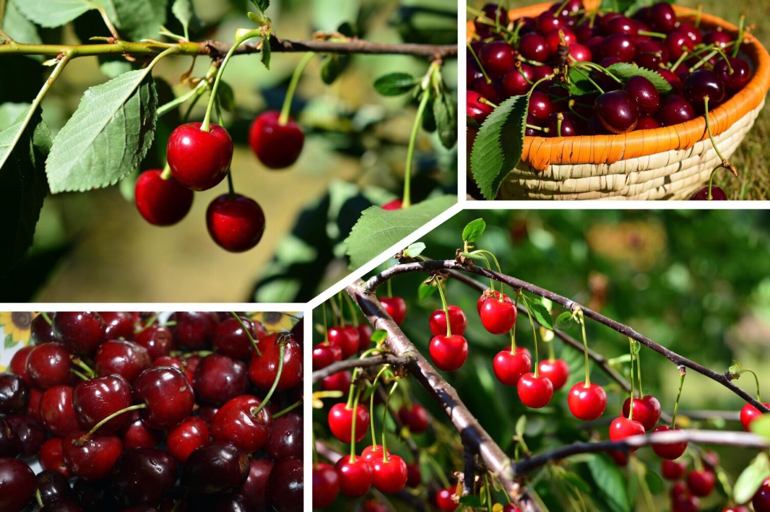 Експерт розповів, чим підживити вишню та черешню