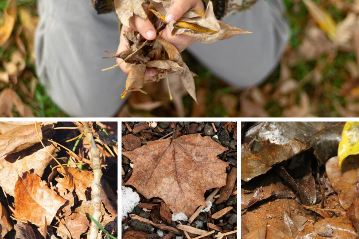 Городники розповіли, що не можна накривати опалим листям і чому